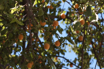 apples on tree