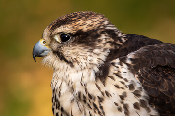 Bussard