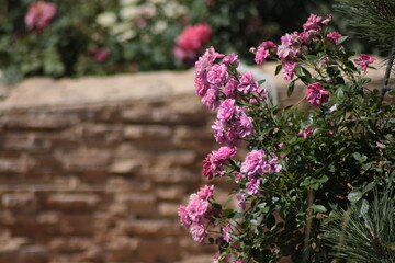 Obraz premium pink flowers on a tree