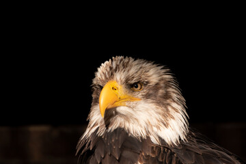 Adler