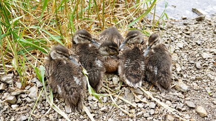 Enten und Entenküken an einem See