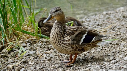 Enten und Entenküken an einem See