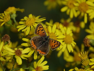 small copper butterfly (Lycaena phlaeas)