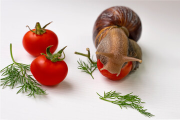 The Achatina snail. Cherry tomatoes. Close-up. Small red tomatoes. Snail food. White background. Tomatoes with herbs. The snail is having lunch. Green sprigs of dill. Achatina snail body texture
