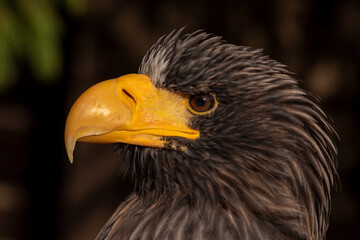 Adler