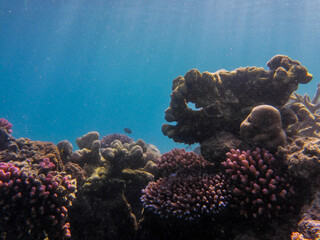 Naklejka na ściany i meble Great Barrier Reef - Queensland Australia