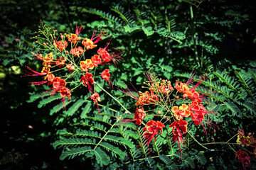 abstract colorful background