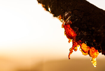 Intricate tree sap against a sunset