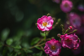 Fototapeta na wymiar In the garden blooms a Bush with beautiful bright pink roses Selective and soft focus. Rose close-up in sunlight on a dark blurry background with a copy of space.