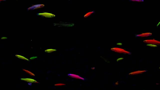 Genetically modified Zebra Danio that emits a neon glow known as zebrafish Danio rerio, Zebra Danio Neon GloLight or Danio GloFish that are sold as aquarium fishes