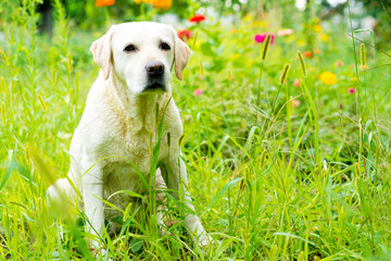 labrador on green grass in the garden, labrador sitting in flowers, background with labrador for text