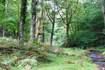 forest, in summer, with green grass and branches and leaves, branches in Navarra, Spain
