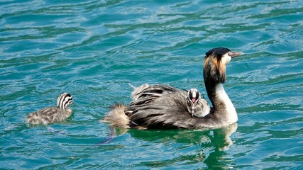 Enten und Entenküken an einem See