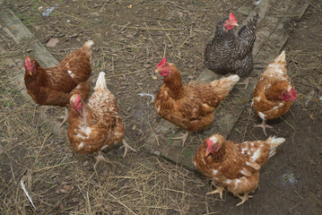 A group of pasture raised chickens peck for feed on the ground