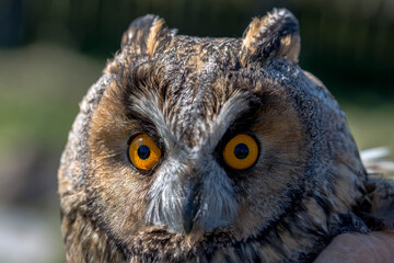 Eagle owl ( Asio Otus) close up portrait shot on a bright sunny day.