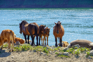 Brown horses rest by the river Sava
