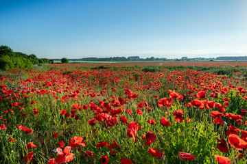 Beautiful summer day over poppy field