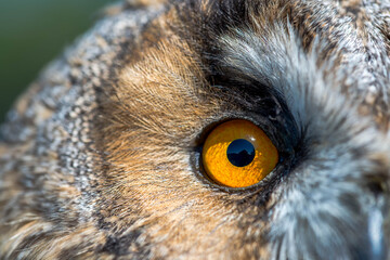 Right eye close up shot of an  Eagle owl ( Asio Otus) on bright sunshine.