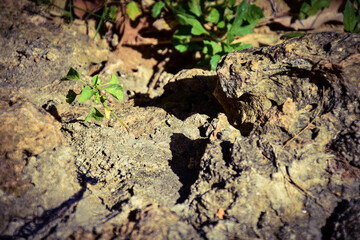 tree bark texture