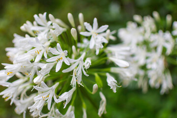 White globular leek (allium hybride karataviense) in front of a green background. Photographed with a small aperture for bokeh and a blurred background.