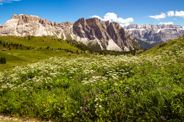 Fototapeta premium View of alpine meadow on Alp Seceda infront of mountain ranges Sella and Puez group (Sellagruppe, gruppo del sella) in Dolomites UNESCO World Heritage in Val Gardena (Gröden), South Tyrol, Italy