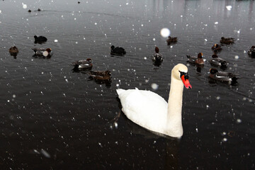 冬の湖で泳ぐ白鳥とかも