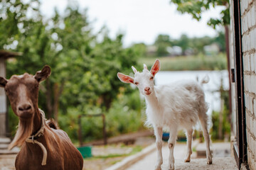 Fototapeta premium White and brown goats on the steps of a white brick house in the farmyard