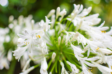 White globular leek (allium hybride karataviense) in front of a green background. Photographed with a small aperture for bokeh and a blurred background.