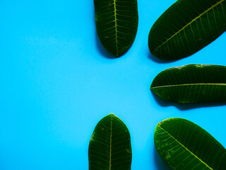 green leaves for background. leaf background concept flat lay