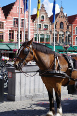 Cheval bai attelé