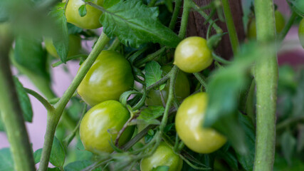 Unripe Chery Tomatoes