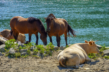 Domestic cow and brown horse on pasture in summer by the river.