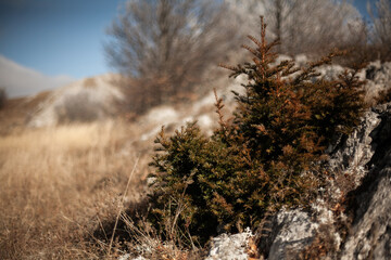 the narrow focus of a pine tree growing out of rocks