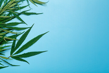 Cannabis (marijuana) leaves on a minimal blue background. Medical marijuana (hemp) and products from it.