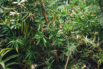Natural green background with bushes of tropical vegetation in botanical garden.