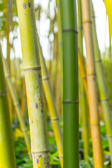 Bamboo trees grow into the sky. Background image with different vertical textures and shades of green. Botanical Garden (Heller Garten) in Gardone, Italy.
