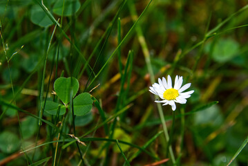 Oxeye daisy flower with a rain drop