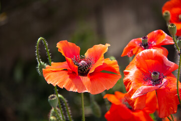 red poppy in the garden