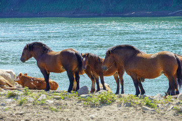Horse herd in the field, mares and foals grazing by the river
