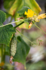 green cucumber and his flower in the greenhouse