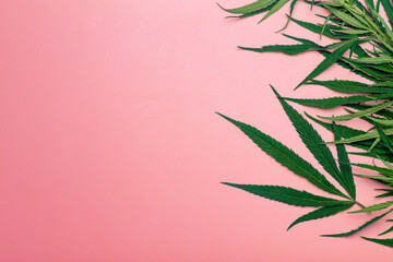 Cannabis (marijuana) leaves on a minimal pink background. Medical marijuana (hemp) and products from it.