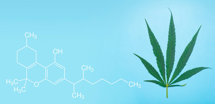 Cannabis (marijuana) leaves on a minimal blue banner background. Medical marijuana (hemp) and products from it.