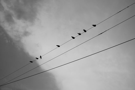 Eight pigeons or birds perched on the electric wire