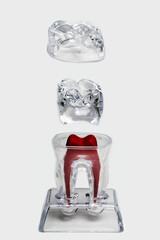 Dummy tooth structure. Dentistry training and supplies