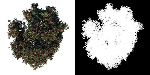 Top view of Tree (Young Rosy trumpet pink poui Apamate Tree 1) Plant png with alpha channel to cutout made with 3D render 