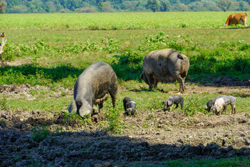 Domestic pigs with small piglets

