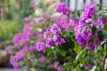 Bright pink bougainvillea flowers on blurred green background