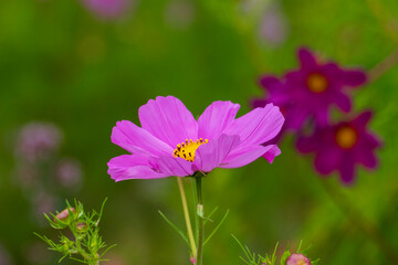 Obraz premium Lila Schmuckkörbchen, Cosmea Blütte vor unscharfem Hintergrund
