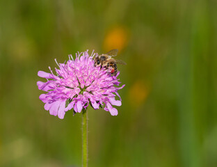 Macro of a honey bee (apis mellifera) on a scabiosa blossom with blurred bokeh background; pesticide free environmental protection save the bees biodiversity concept;