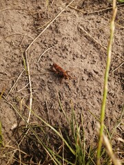 ants on the ground
